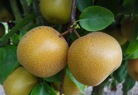 eden-della-frutta-nashi Le varietà più rare di mele a Eden della Frutta come la mela ninchi