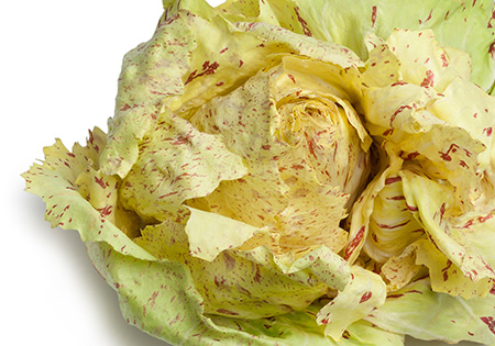 radicchio-variegato radicchio variegato